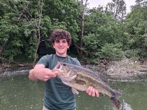 Largemouth Bass