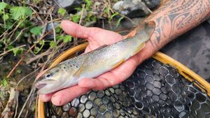 Brown Trout