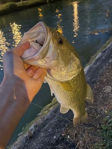 Largemouth Bass