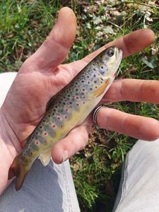 Brown Trout