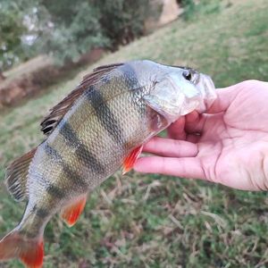 European Perch