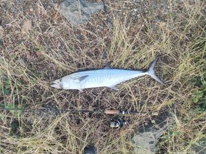 Narrowbarred Mackerel