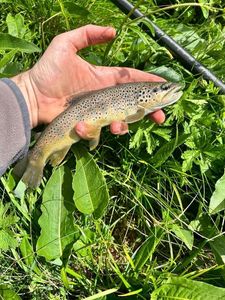 Brown Trout