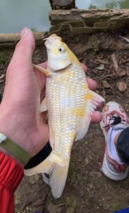 Koï Fish