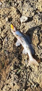 Zander