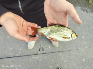 Roach
