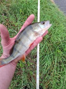 European Perch