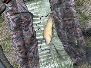 Tench