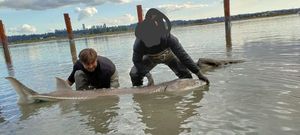 Sturgeon
