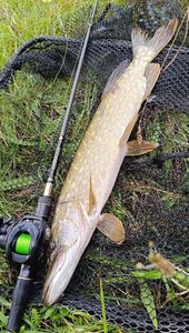 Northern Pike