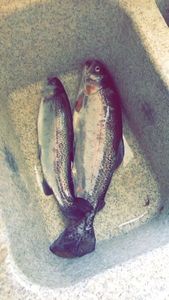 Rainbow Trout
