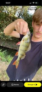 European Perch