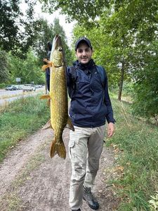 Northern Pike
