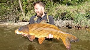 Koï Fish