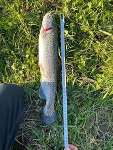 Rainbow Trout