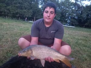 Common Carp