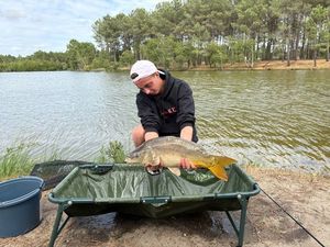 Mirror Carp