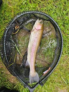 Rainbow Trout