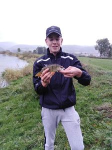 European Perch