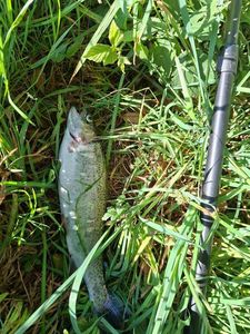 Rainbow Trout