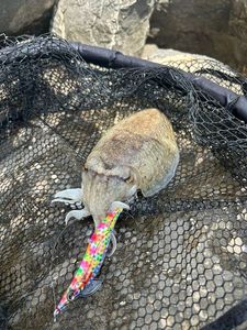 Common Cuttlefish