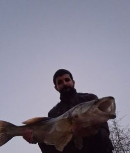 Zander