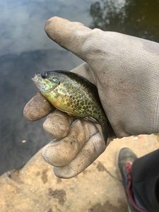 Green Sunfish