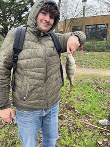 European Perch