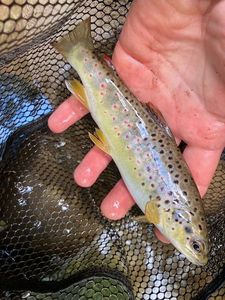Brown Trout