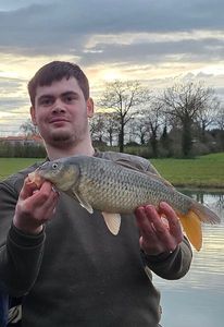 Common Carp