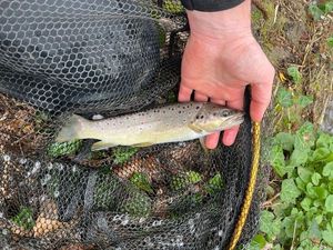 Brown Trout
