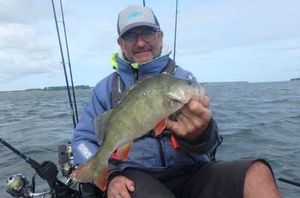 European Perch