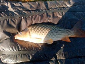 Common Carp