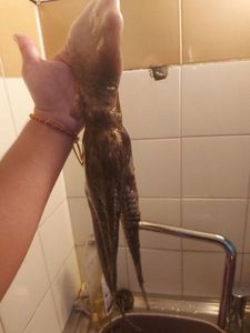 Common Octopus