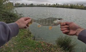European Perch