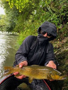 Brown Trout