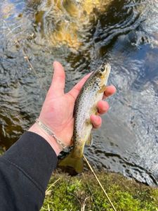 Brown Trout