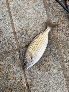 Salema