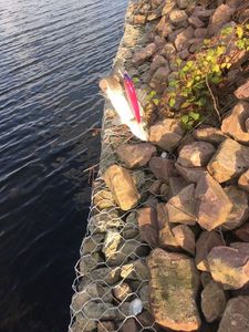 European Bass (Seabass)