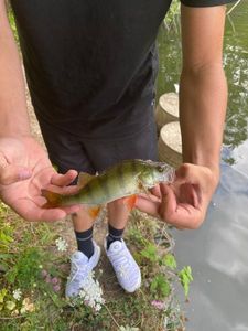 Yellow Perch