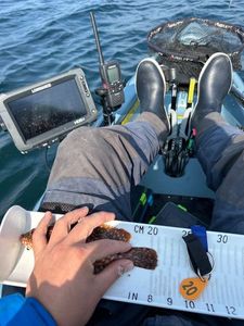 Ballan Wrasse