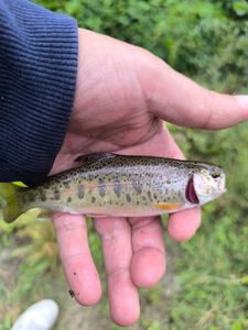 Rainbow Trout