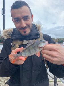 European Perch