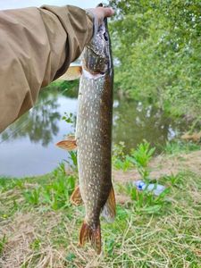 Northern Pike
