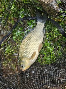 Crucian Carp