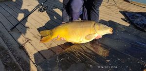 Mirror Carp