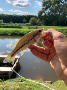 Smallmouth Bass