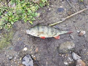 European Perch