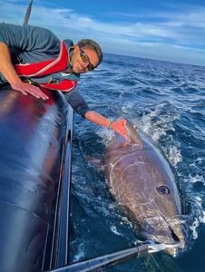 Bluefin Tuna