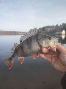 European Perch